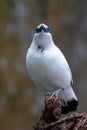 The white Bali myna, also known as Rothschild`s mynah, Bali starling, or Bali mynah, locally known as jalak Bali, is a medium- Royalty Free Stock Photo