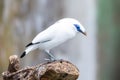 The white Bali myna, also known as Rothschild`s mynah, Bali starling, or Bali mynah, locally known as jalak Bali, is a medium- Royalty Free Stock Photo