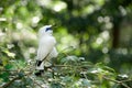 White Bali myna bird singing on branch Royalty Free Stock Photo
