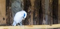 White bali myna starling sitting on a bamboo branch, a tropical and critically endangered bird from indonesia Royalty Free Stock Photo