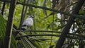 White Balinese squash sits on a branch