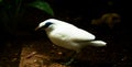 White Balinese starling with blue bare skin around the eyes, grey legs and a yellow bill