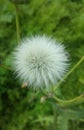 A white ball plant with green background in wild grass Royalty Free Stock Photo