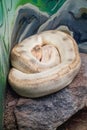 white Ball python, Python regius, also called the royal python Royalty Free Stock Photo