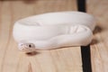 White ball python snake Royalty Free Stock Photo