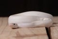 White ball python snake Royalty Free Stock Photo