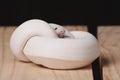 White ball python snake Royalty Free Stock Photo