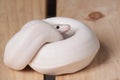 White ball python snake Royalty Free Stock Photo