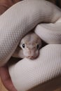 White ball python snake Royalty Free Stock Photo