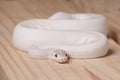 White ball python snake Royalty Free Stock Photo