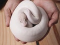White ball python snake Royalty Free Stock Photo