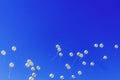 White balloons in the blue sky Royalty Free Stock Photo