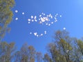 White balloons flying high in the blue sky Royalty Free Stock Photo