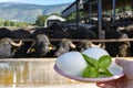 White balls of Italian soft cheese Mozzarella di Bufala Campana and Mediterrane Italiana buffalo raised on Italian cheese farm for Royalty Free Stock Photo