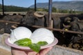 White balls of Italian soft cheese Mozzarella di Bufala Campana and Mediterrane Italiana buffalo raised on Italian cheese farm for Royalty Free Stock Photo