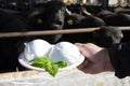 White balls of Italian soft cheese Mozzarella di Bufala Campana and Mediterrane Italiana buffalo raised on Italian cheese farm for Royalty Free Stock Photo