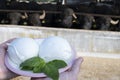 White balls of Italian soft cheese Mozzarella di Bufala Campana and Mediterrane Italiana buffalo raised on Italian cheese farm for Royalty Free Stock Photo