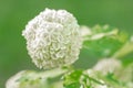 White balls of viburnum bush.Viburnum buldenezh in spring blurred garden. White flowering shrubs.White flower of