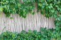 White bamboo fence texture background with green grape leaves Royalty Free Stock Photo