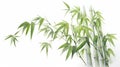 Beautiful Bamboo Watercolour Illustration With Yucca Tree