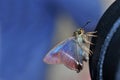 White banded Awl butterfly Royalty Free Stock Photo