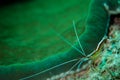 White-banded cleaner shrimp in Derawan, Kalimantan, Indonesia underwater photo Royalty Free Stock Photo