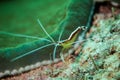 White-banded cleaner shrimp in Derawan, Kalimantan, Indonesia underwater photo Royalty Free Stock Photo