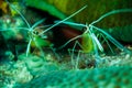 White-banded cleaner shrimp in Derawan, Kalimantan, Indonesia underwater photo Royalty Free Stock Photo