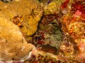 White banded cleaner shrimp, Lysmata amboinensis at a Red Sea coral reef near Hurghada, Egypt Royalty Free Stock Photo