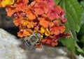 White-banded Digger Bee