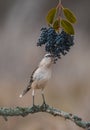 White banded Mockingbird,