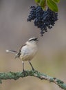 White banded Mockingbird,