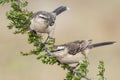 White banded mokingbird, in spinal forest environment , Pampas,