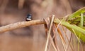 White-banded Swallow on a log