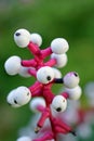 White baneberry Actaea Alba closeup Royalty Free Stock Photo