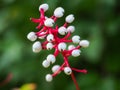 White baneberry Actaea pachypoda berries and stalks