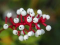 White baneberry Actaea pachypoda berries and stalks Royalty Free Stock Photo