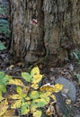 White Baneberry