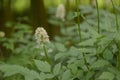 White baneberry Actaea pachypoda, white flowers