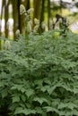 White baneberry Actaea pachypoda, flowering plants in wildlife garden