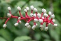 White baneberry Actaea pachypoda Silver leaf, white berries in close-up