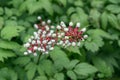 White baneberry Actaea pachypoda Silver leaf, white berries