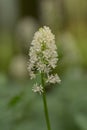 White baneberry Actaea pachypoda, white flowers in close-up