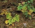 White Baneberry