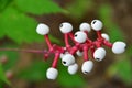 White Baneberry of Buttercup species Royalty Free Stock Photo