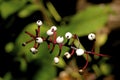 White Baneberry 605157