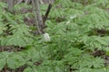 White baneberry with flowers