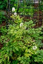 White baneberry has berries that look back at you