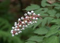 White baneberry plant actaea pachypoda Royalty Free Stock Photo