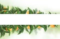 White banner on tangerines green leaves. Fruit concept with mandarin